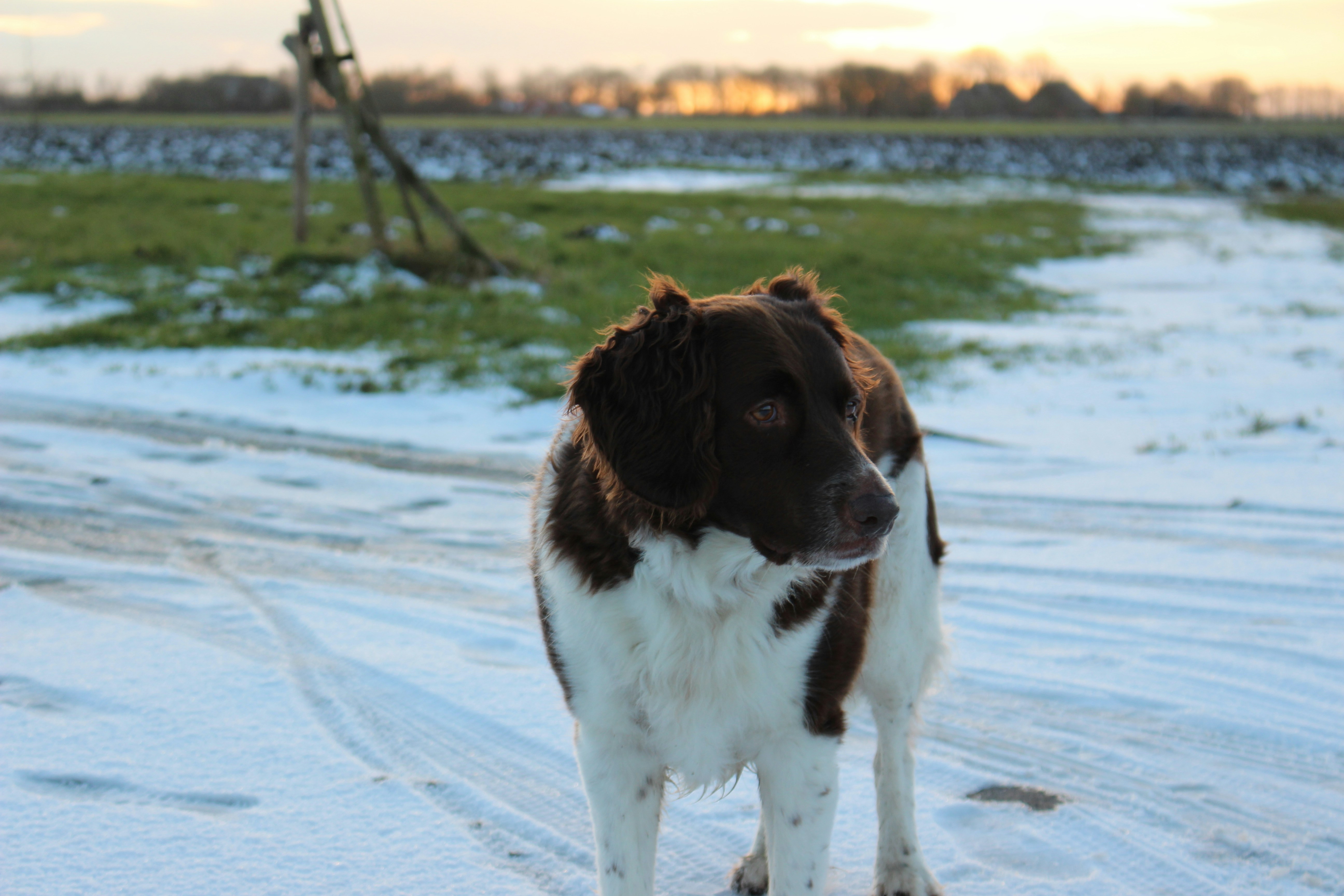 Free Unsplash photo from Koen van Ginkel