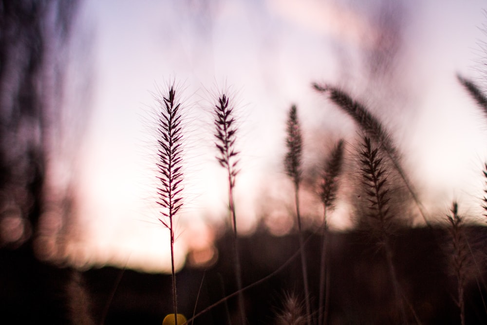 ゴールデンアワーの小麦のシルエットのセレクティブフォーカス撮影