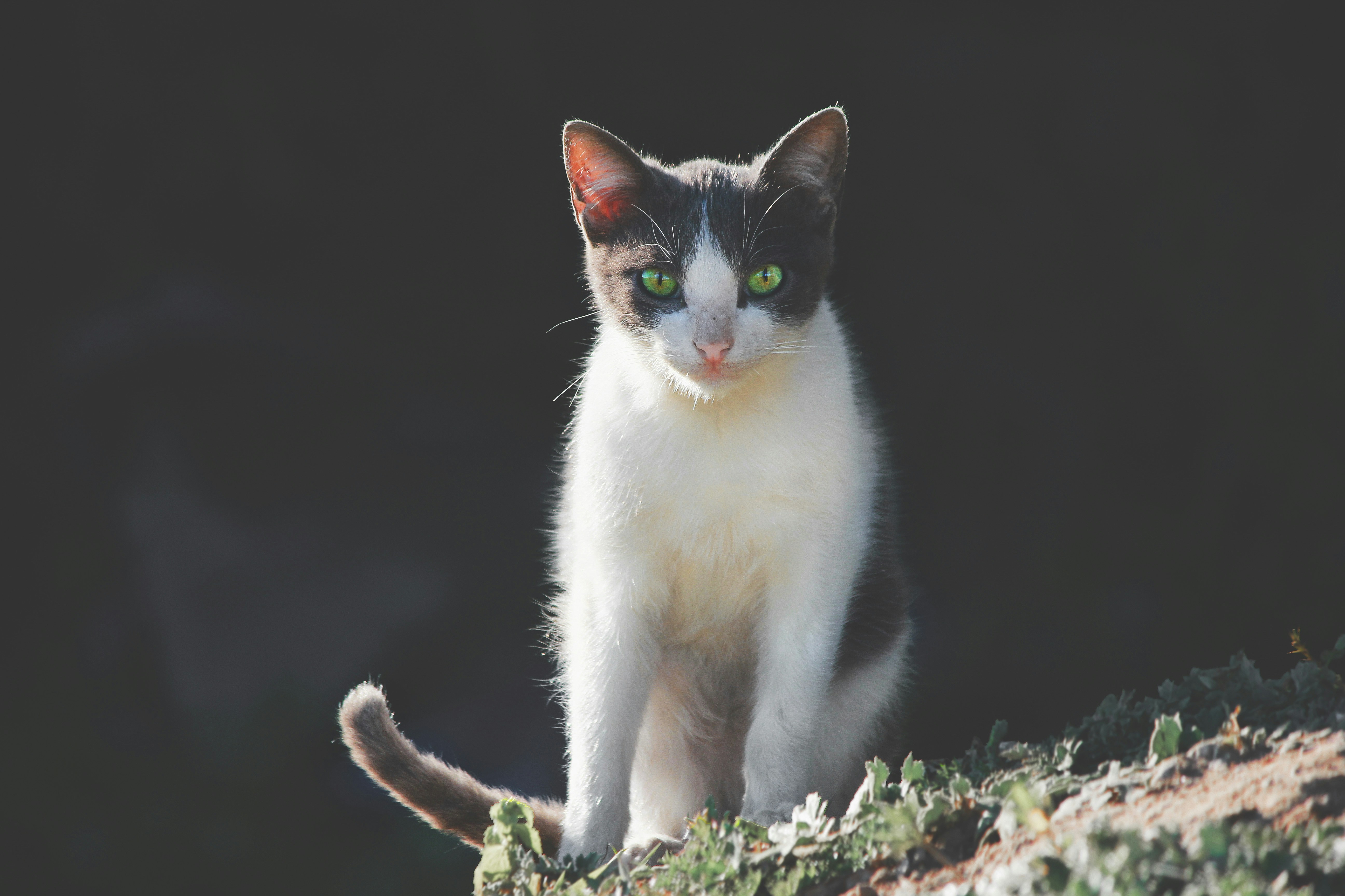 “There are one means of refuge from the misery of life  *-cats-*.”