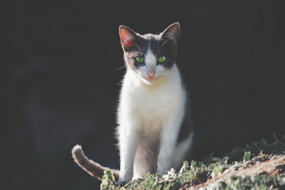 white and black cat on green grass