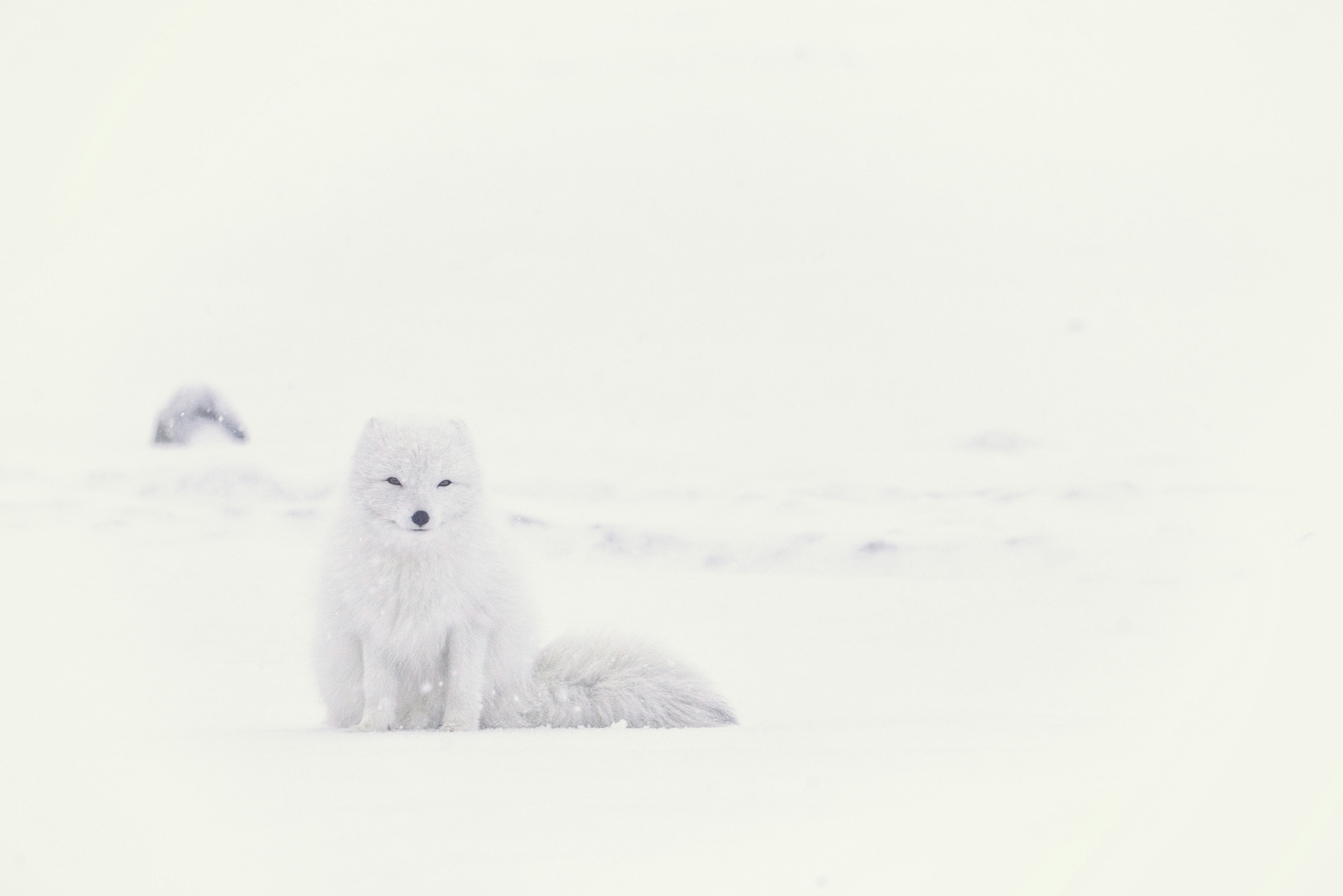white husky on snowfield