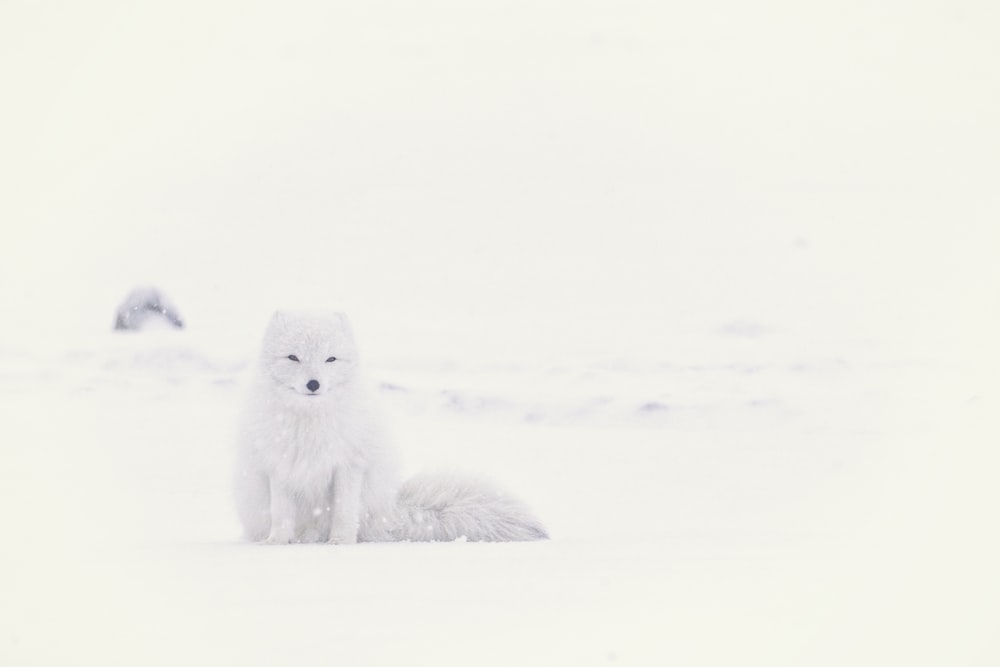 Husky blanco en un campo de nieve