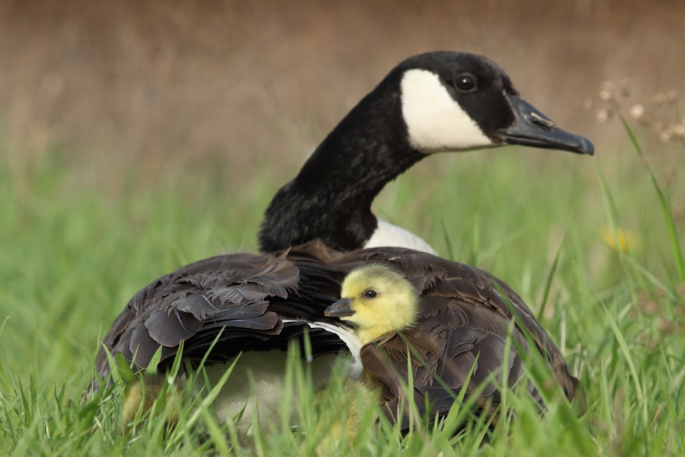 pato negro al lado del patito en la hierba