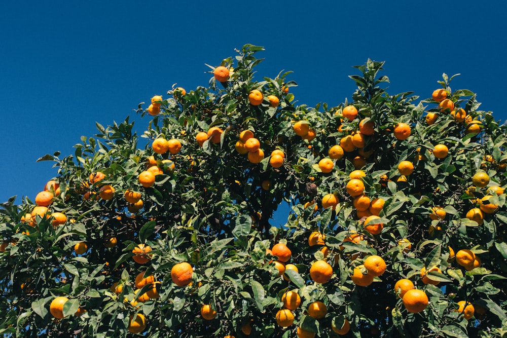 Orangenbäume tagsüber