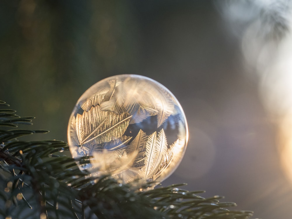 Fotografía de enfoque selectivo de burbuja congelada en rama de pino durante el día