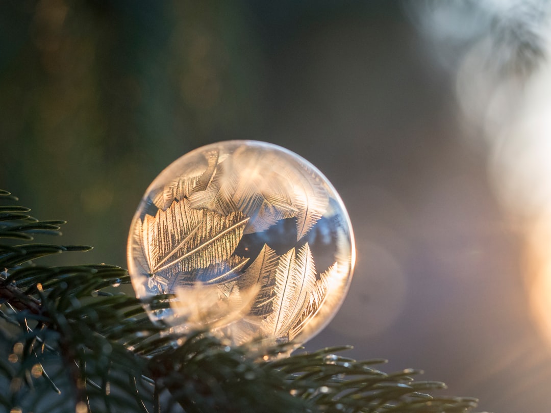 selective focus photography of frozen bubble on pine tree branch during daytime