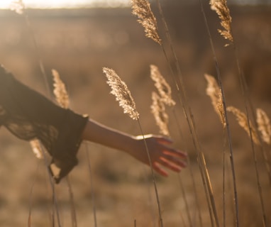 person holding tall grass during sunset