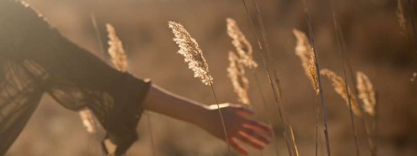 person holding tall grass during sunset