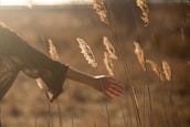 person holding tall grass during sunset