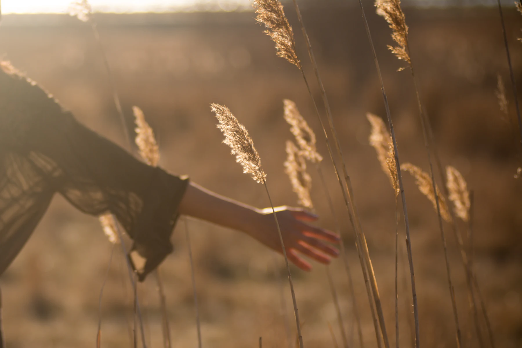 A hand brushing through tall grass in low golden light.