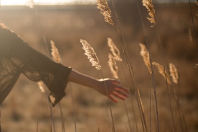 person holding tall grass during sunset hand google meet background