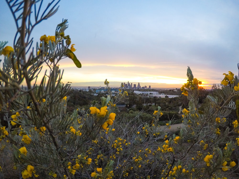 yellow flower field during daytime