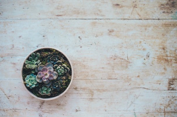 top view photo of succulent plants