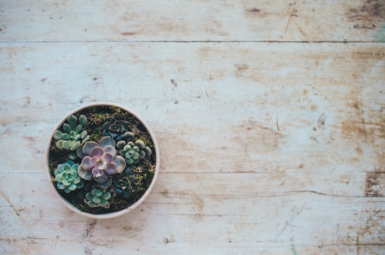 top view photo of succulent plants