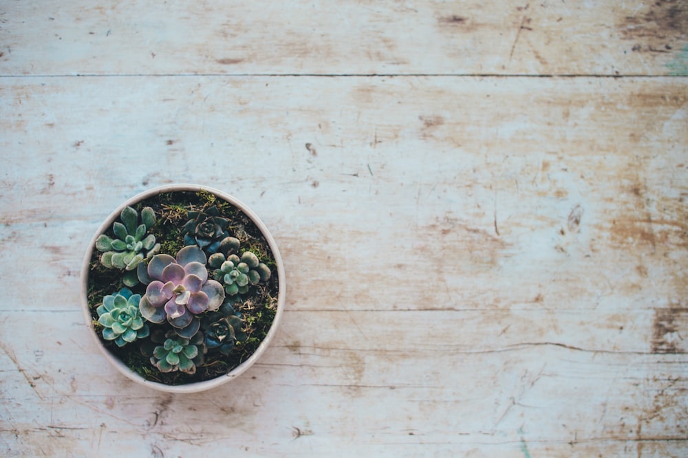 top view photo of succulent plants