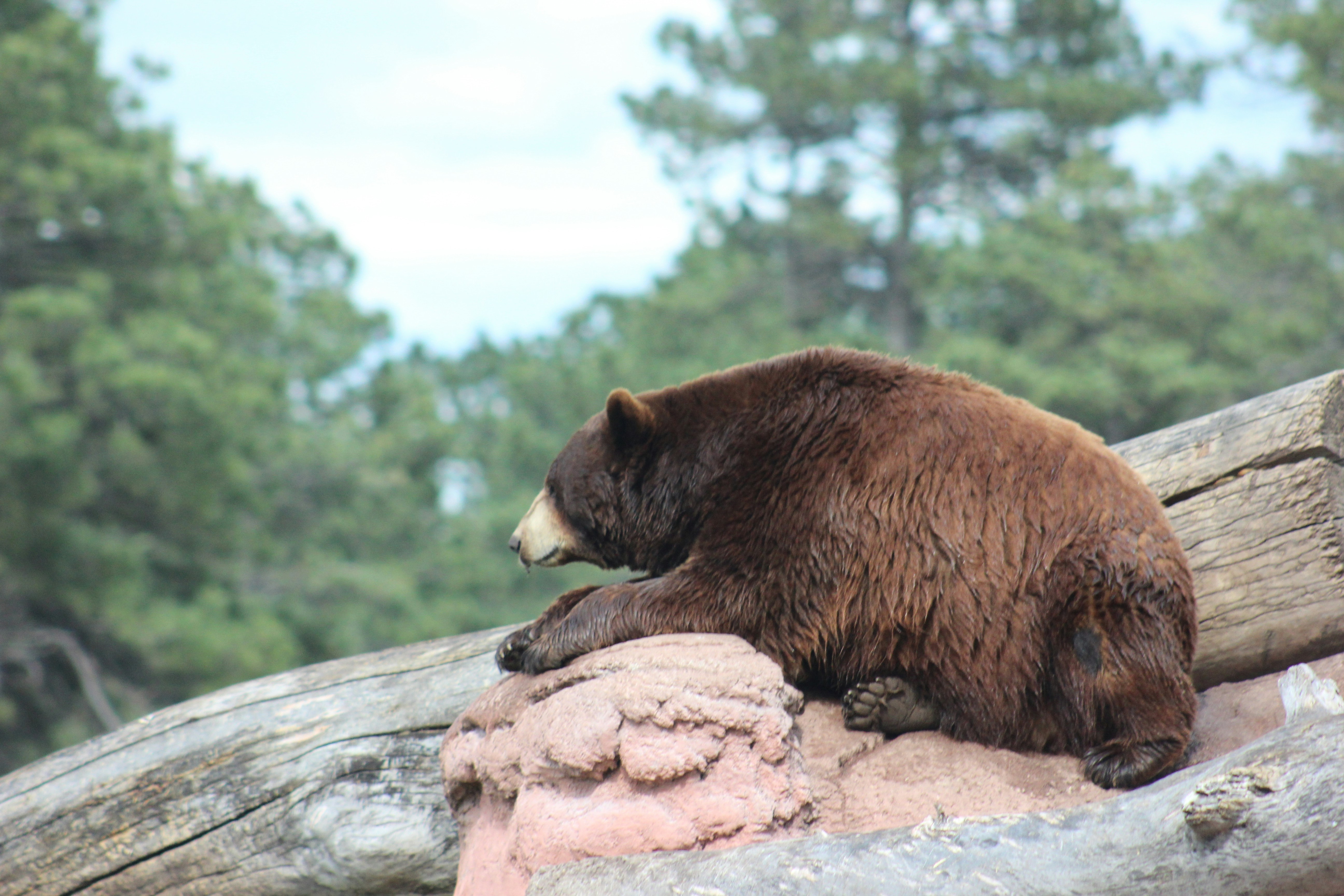 Free Unsplash photo from Brian Sandoval