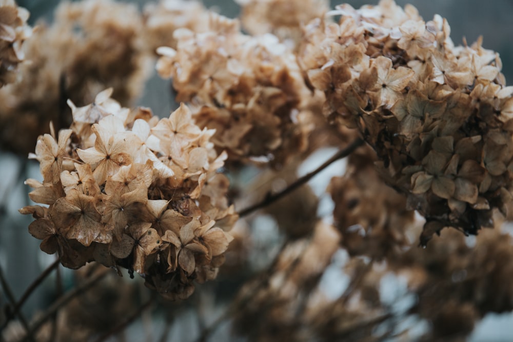 fotografia de foco raso de flores marrons e brancas