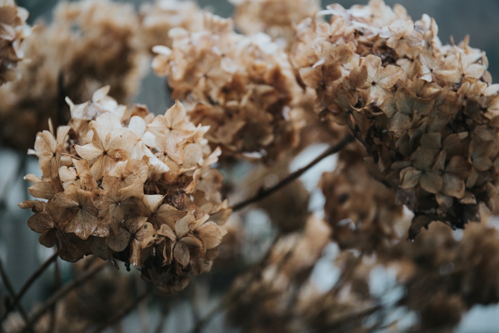 shallow focus photography of brown-and-white flowers