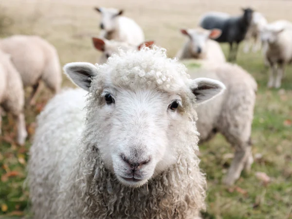 The Lost Sheep