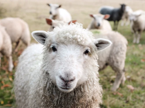 Sheep grazing in a green field