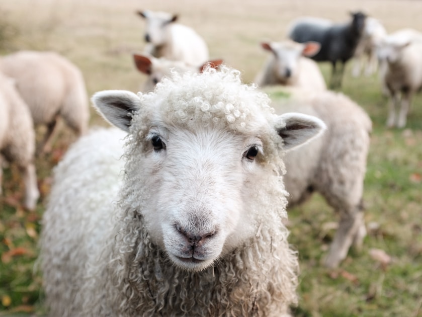 Complete Beginner's Guide to Raising Sheep