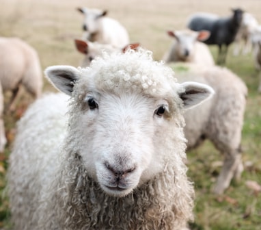 white sheep on green grass during daytime