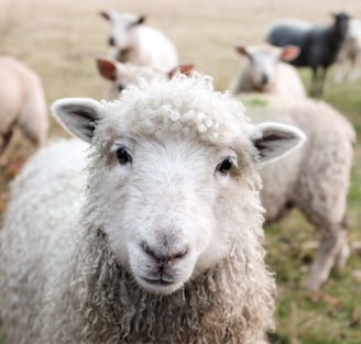 white sheep on green grass during daytime