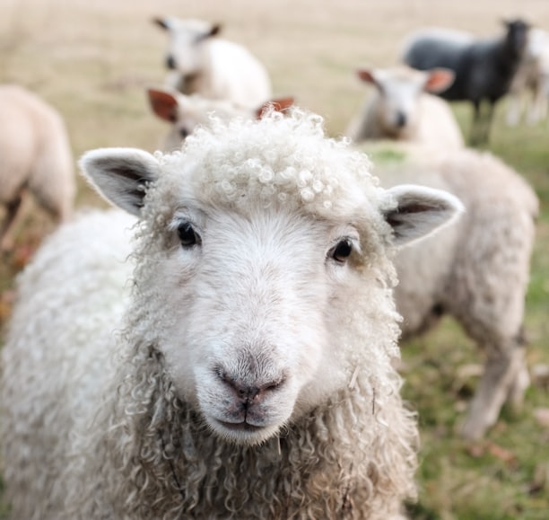 white sheep on green grass during daytime