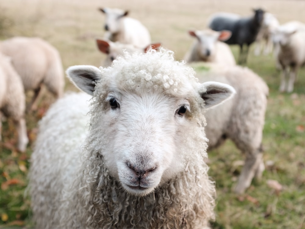 white sheep on green grass during daytime