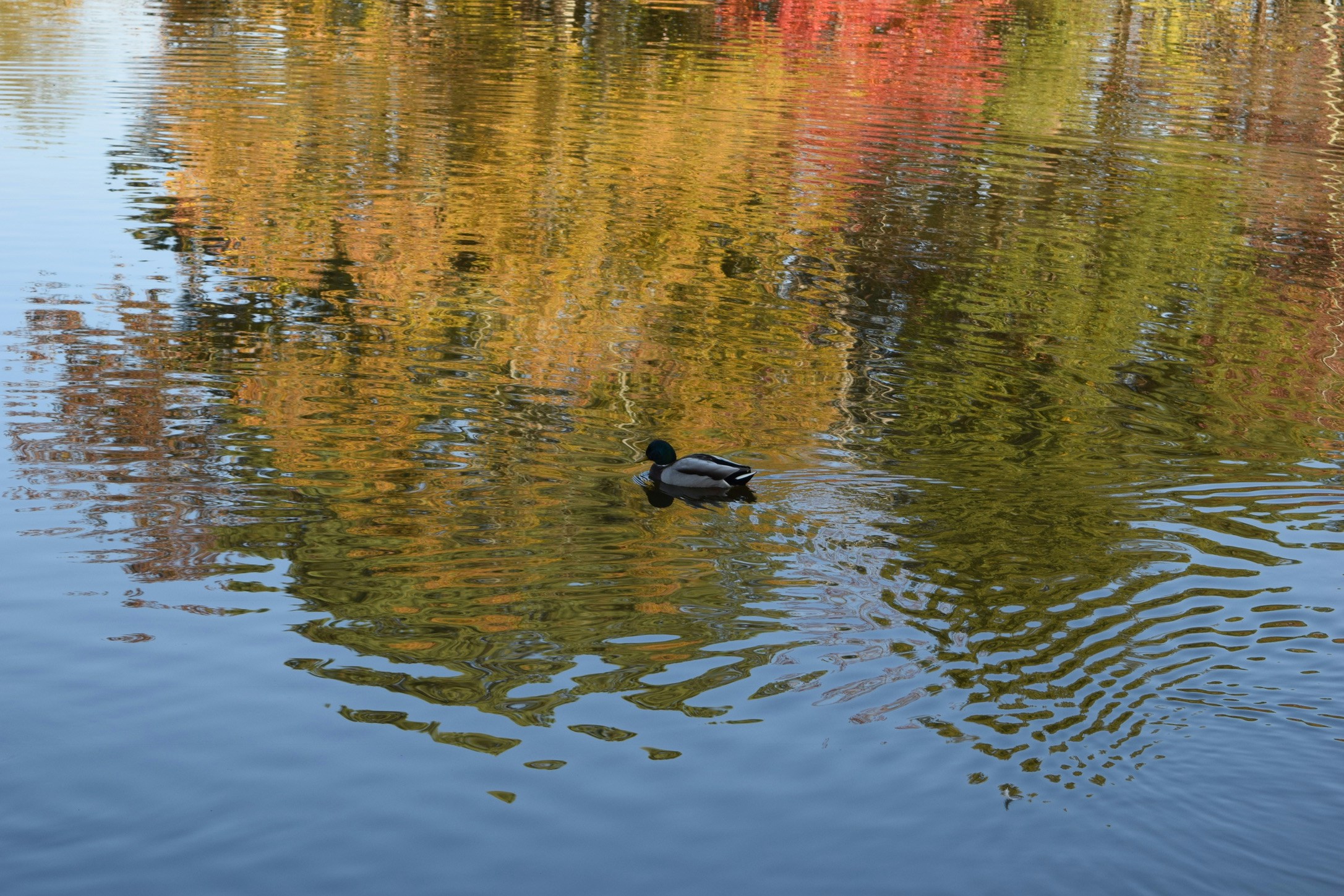 Free Unsplash photo from Gregory Melahn