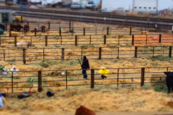 A farm-like setting with several fenced enclosures containing hay. Cows are grazing, and a person is pushing a yellow wheelbarrow or cart. The background shows industrial elements such as train tracks and buildings.