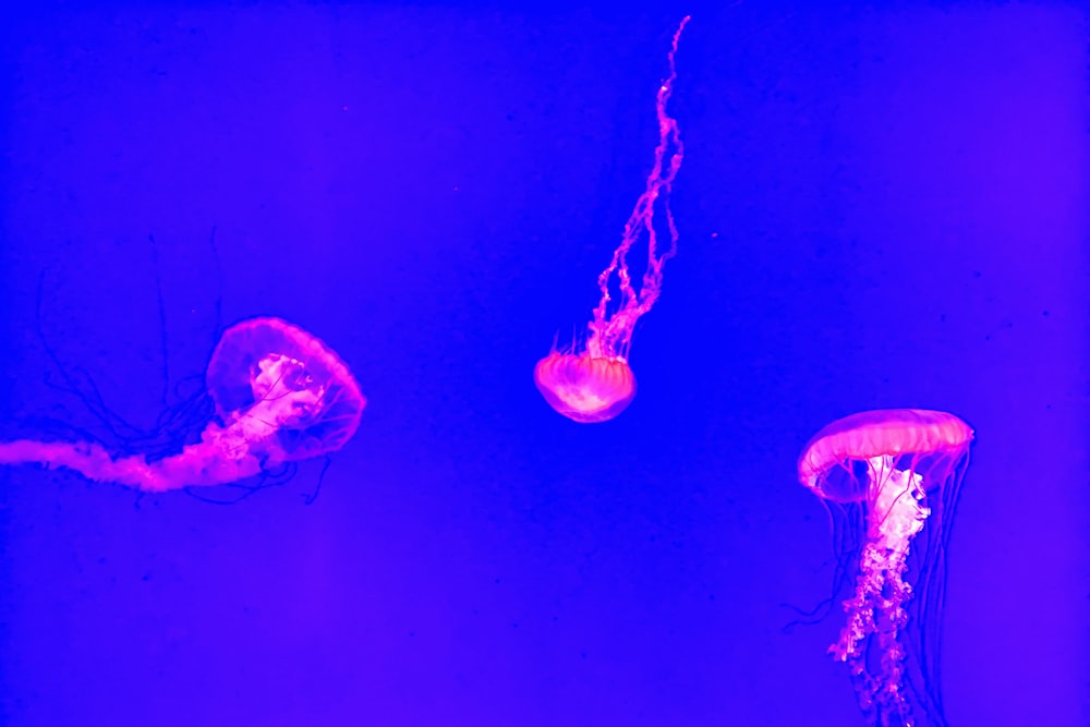 Tres medusas en un cuerpo de agua