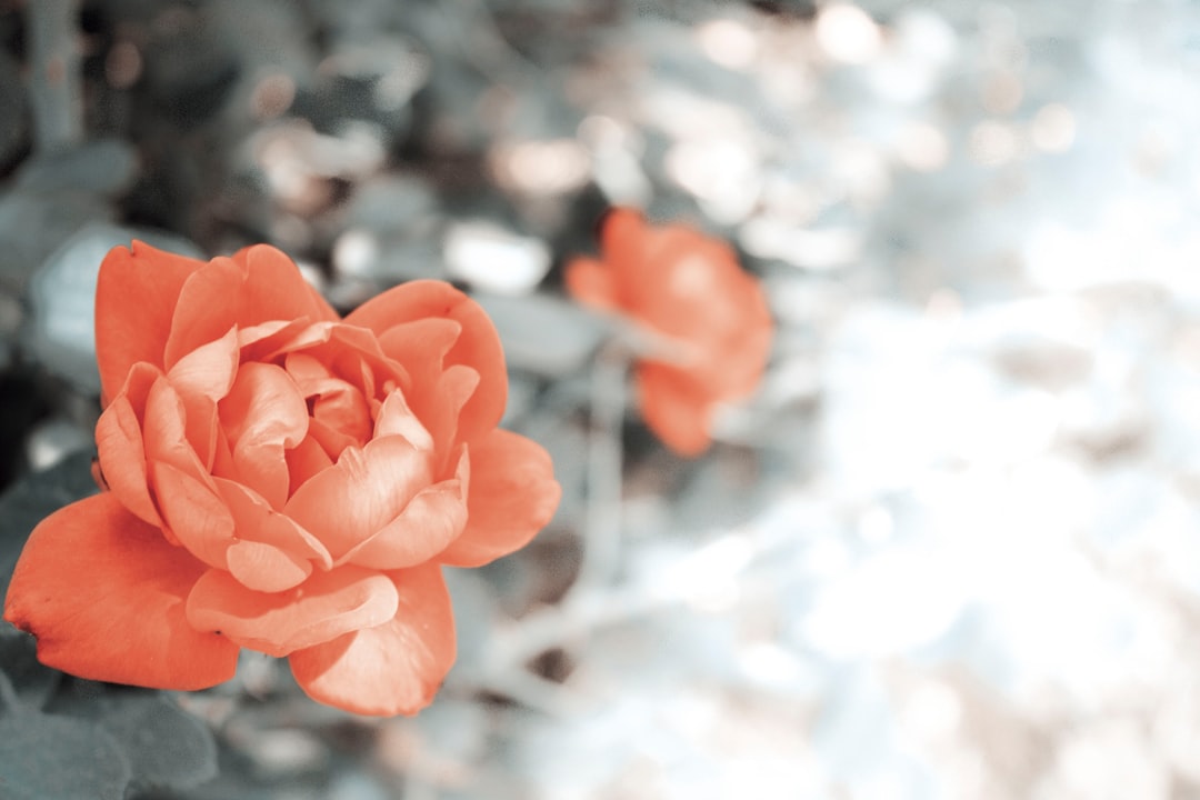 two red flowers