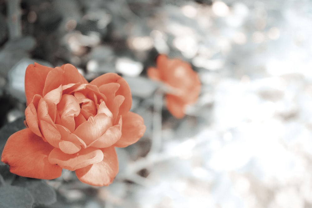 two red flowers