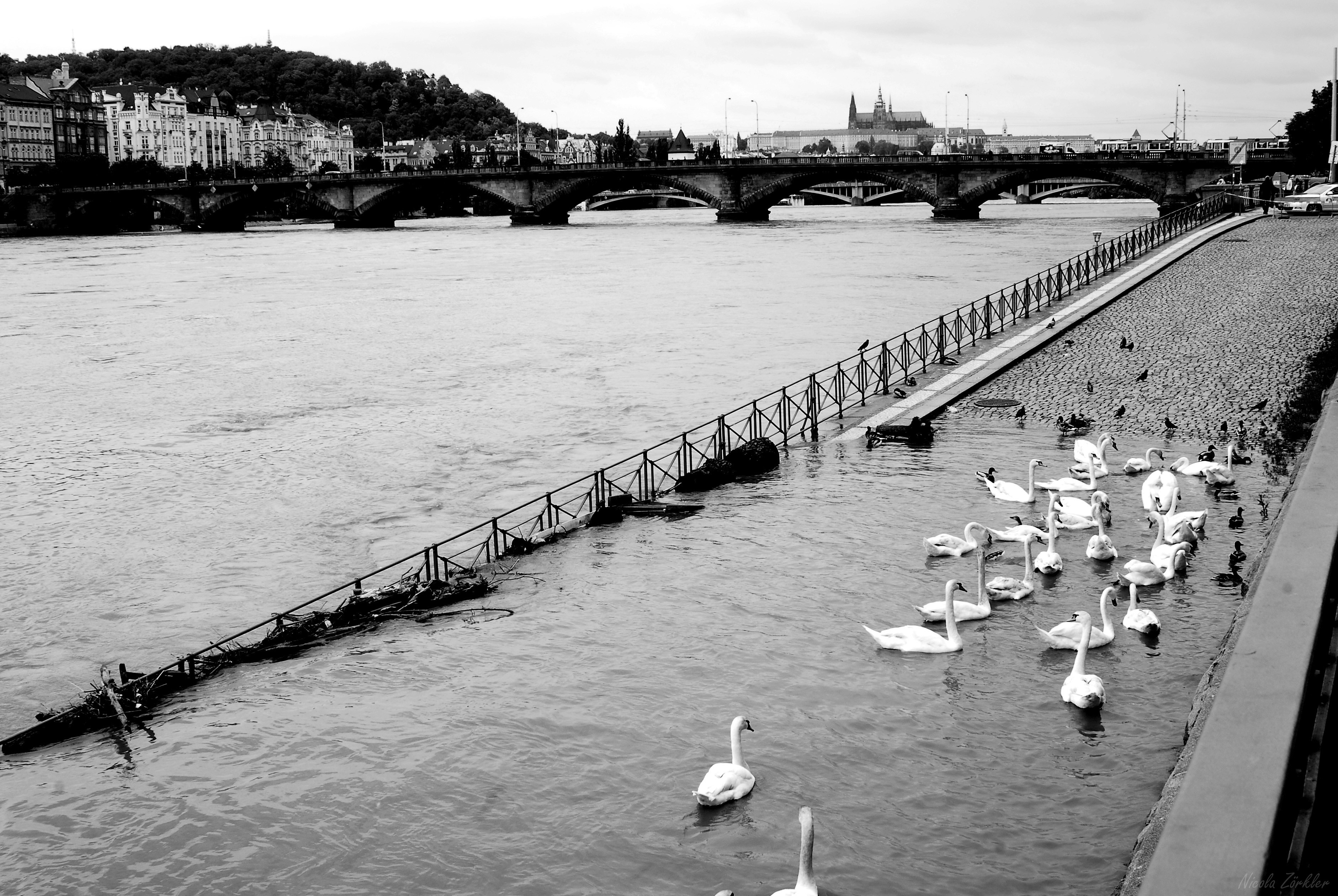 Free Unsplash photo from Nicolas Zörkler