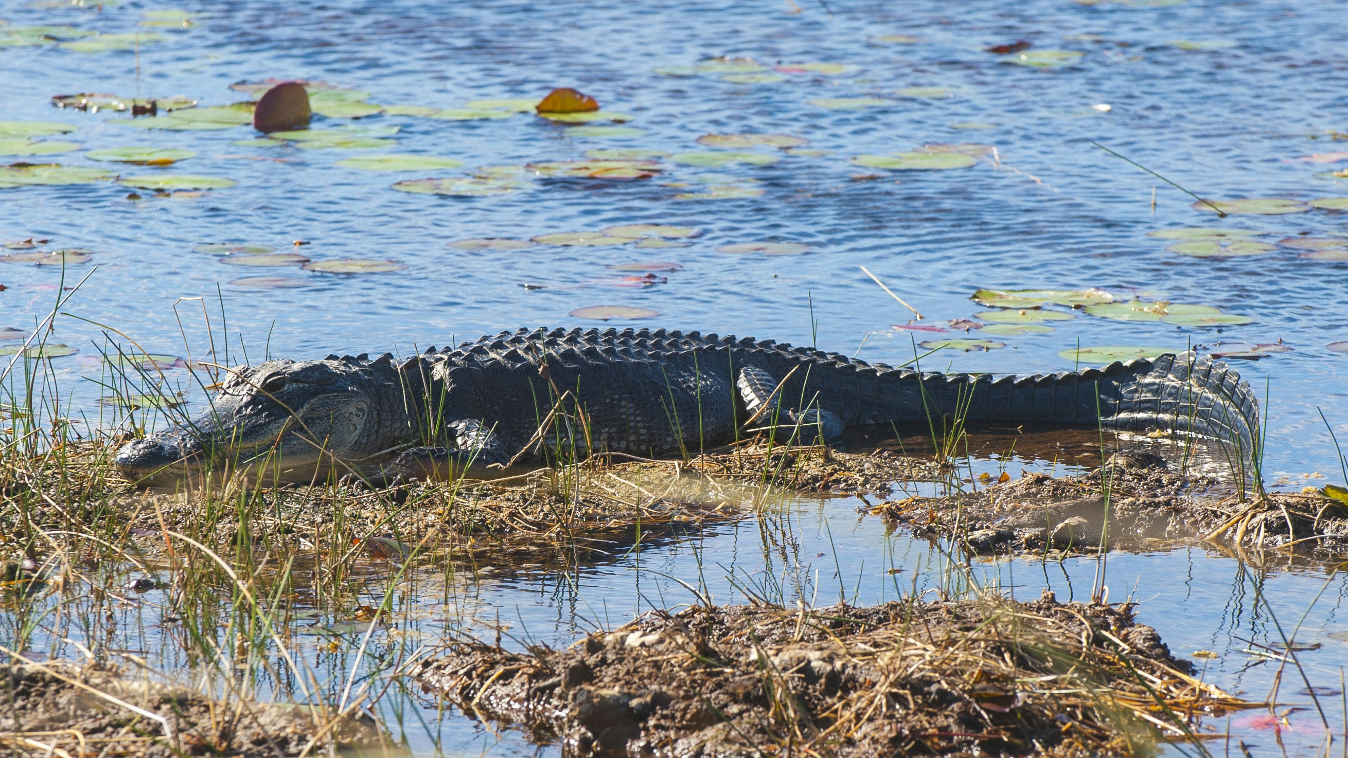 Free Unsplash photo from robin arm