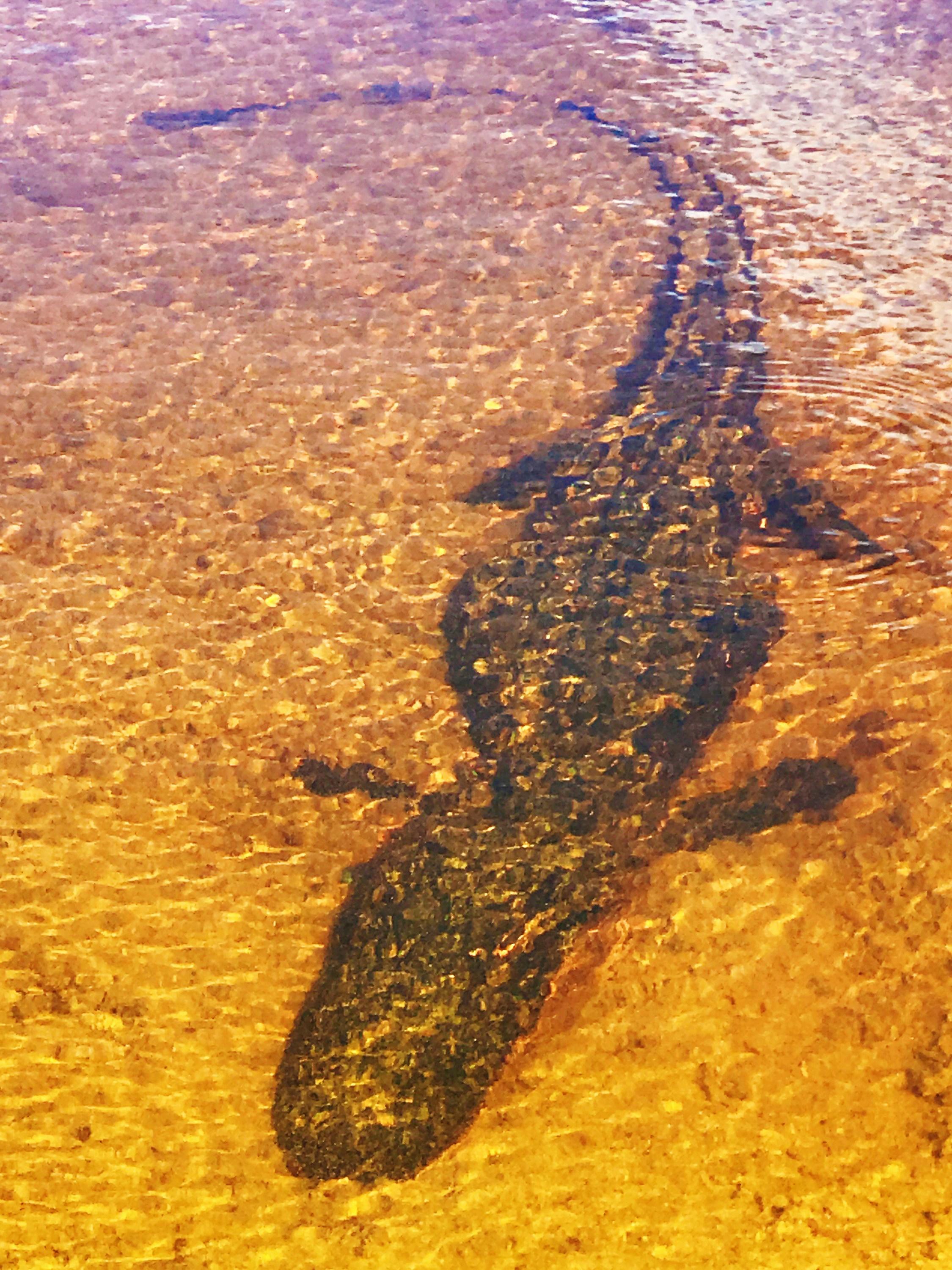 Free Unsplash photo from robin arm