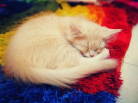 A fluffy, light-colored kitten sleeps curled up on a vibrant, multicolored rug. The textures of the kitten's fur and the rug's fibers are detailed, with the kitten's soft ears and whiskers visible.