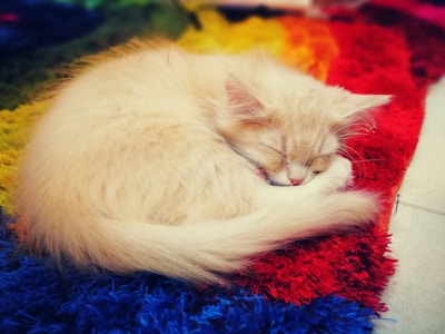 A fluffy, light-colored kitten sleeps curled up on a vibrant, multicolored rug. The textures of the kitten's fur and the rug's fibers are detailed, with the kitten's soft ears and whiskers visible.