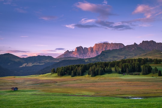 forest under blue sky in Seiser Alm Italy