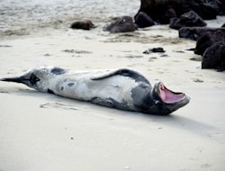 Cape Fur Seal und 7 Gilled Cow Shark Dives