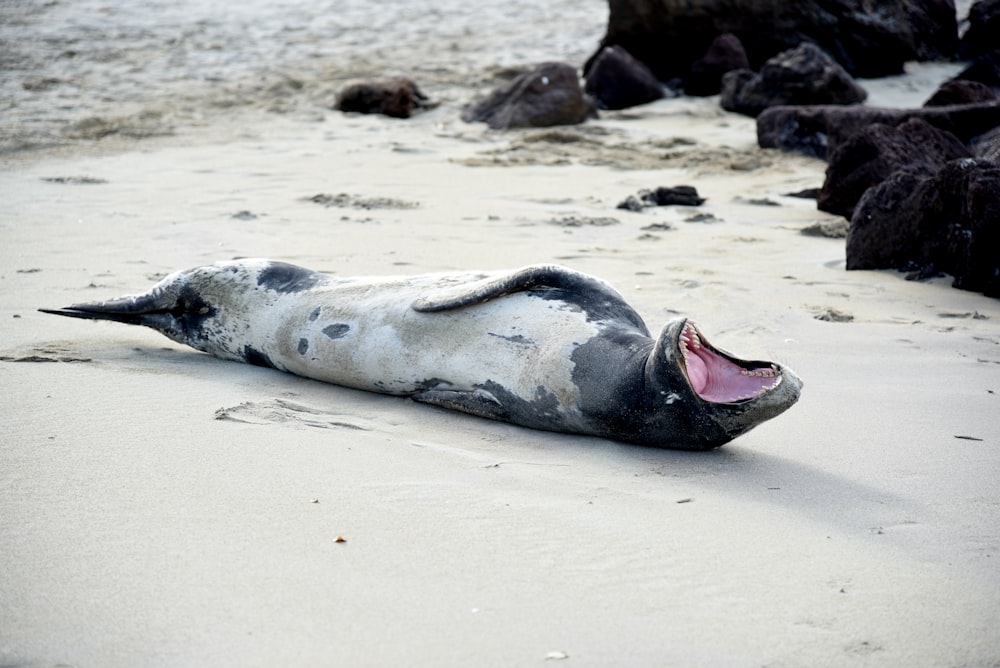 white and black animal lying on white sand during day time