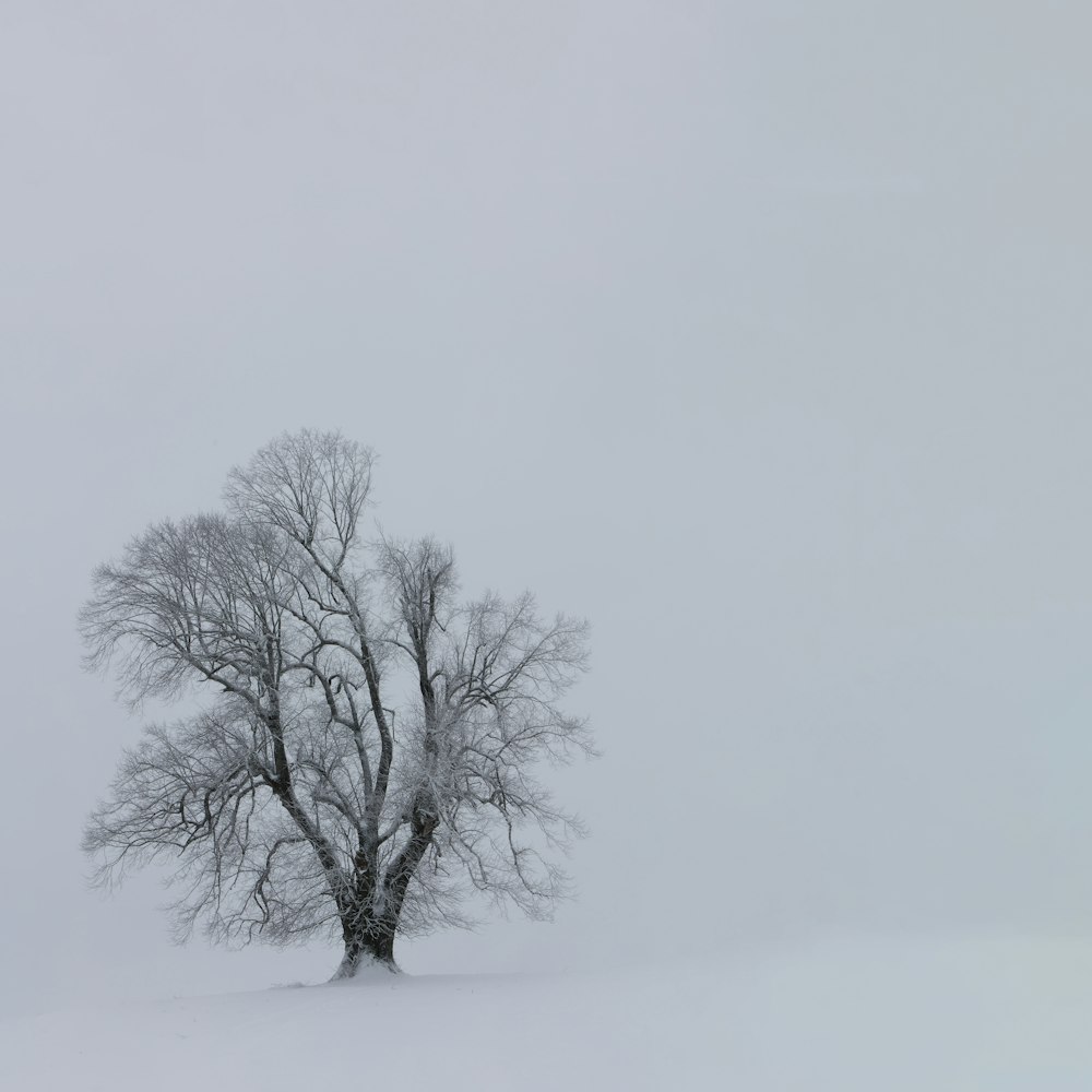 snow-covered tree