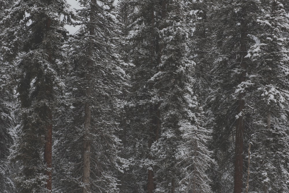 snow-covered trees during daytime