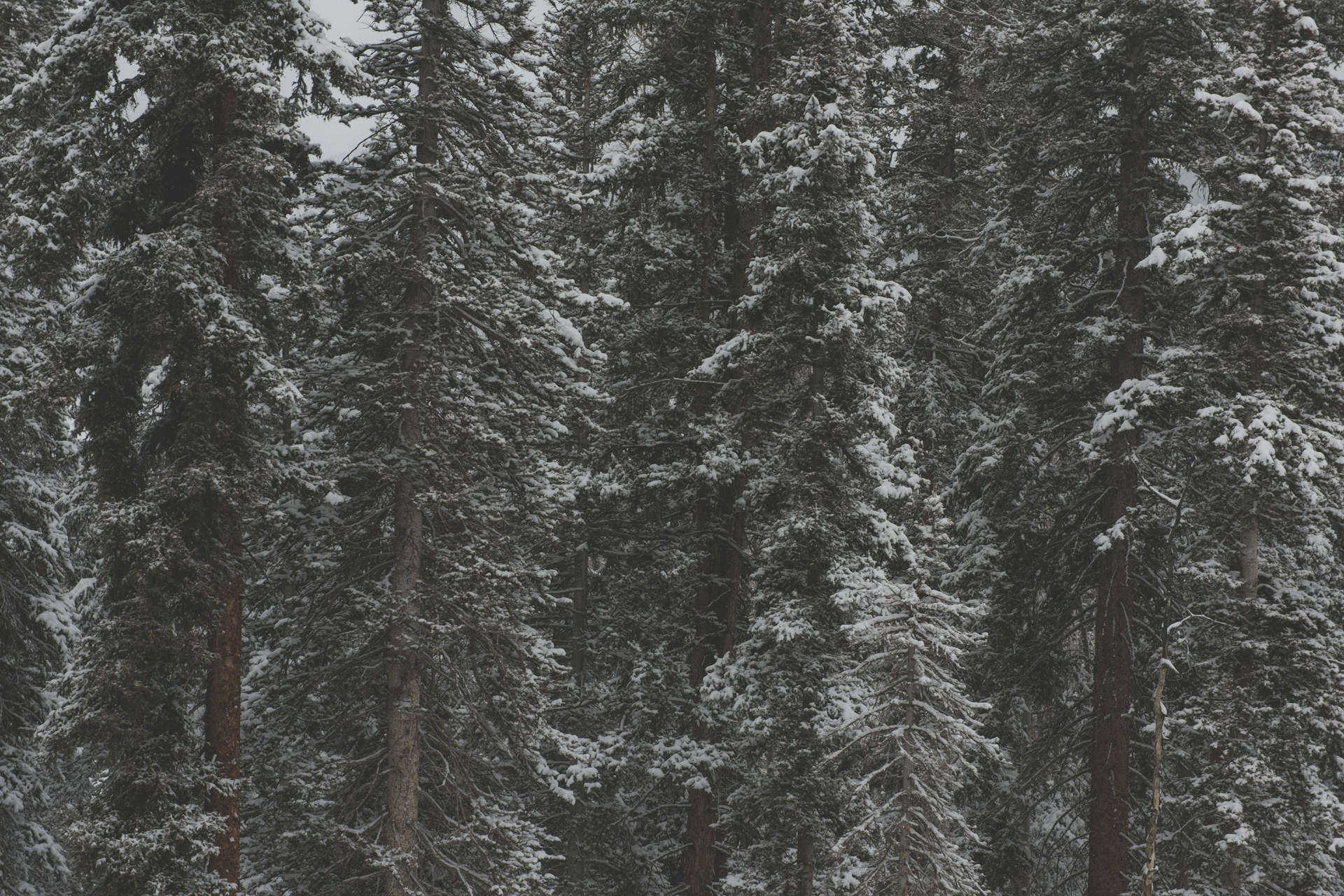 snow-covered trees during daytime