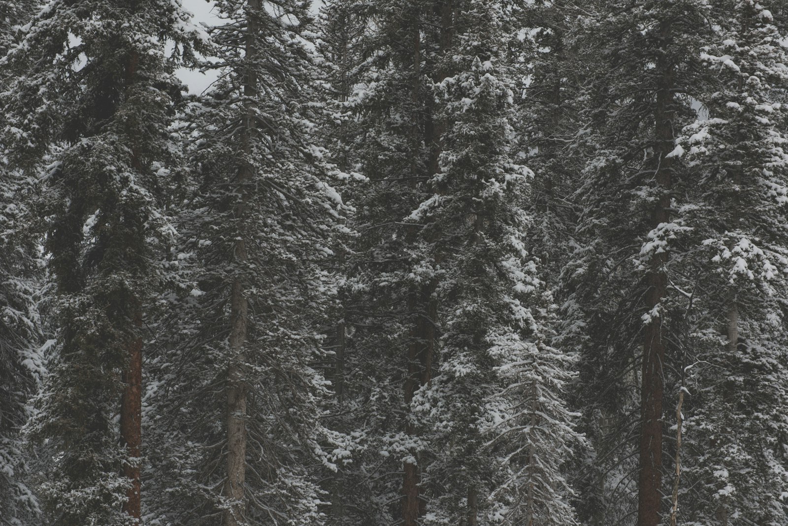 Nikon D810 + Nikon AF-S Nikkor 24-70mm F2.8G ED sample photo. Snow-covered trees during daytime photography