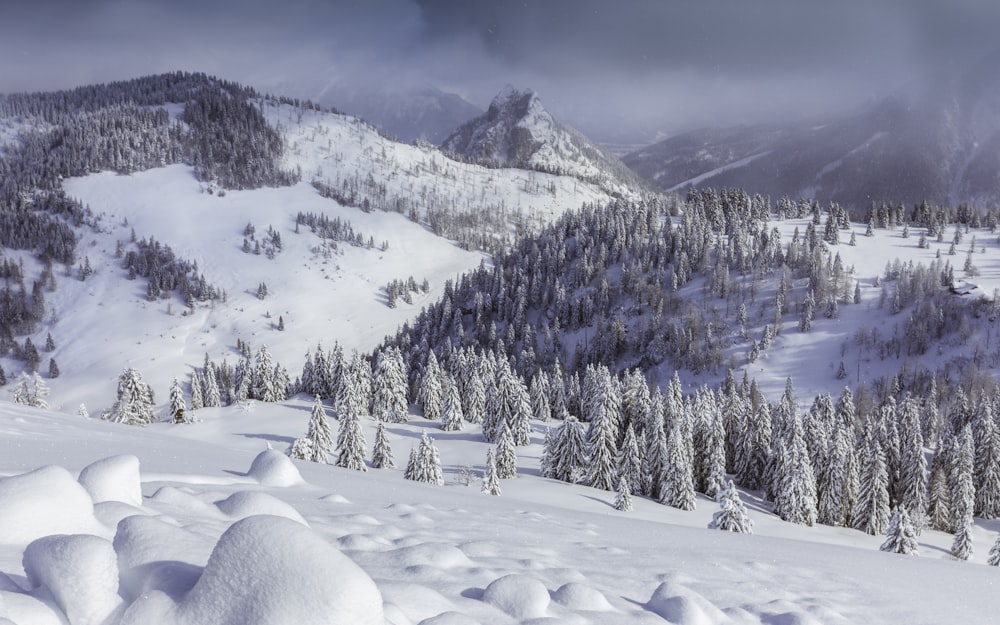 pin enneigé dans la montagne sous ciel nuageux