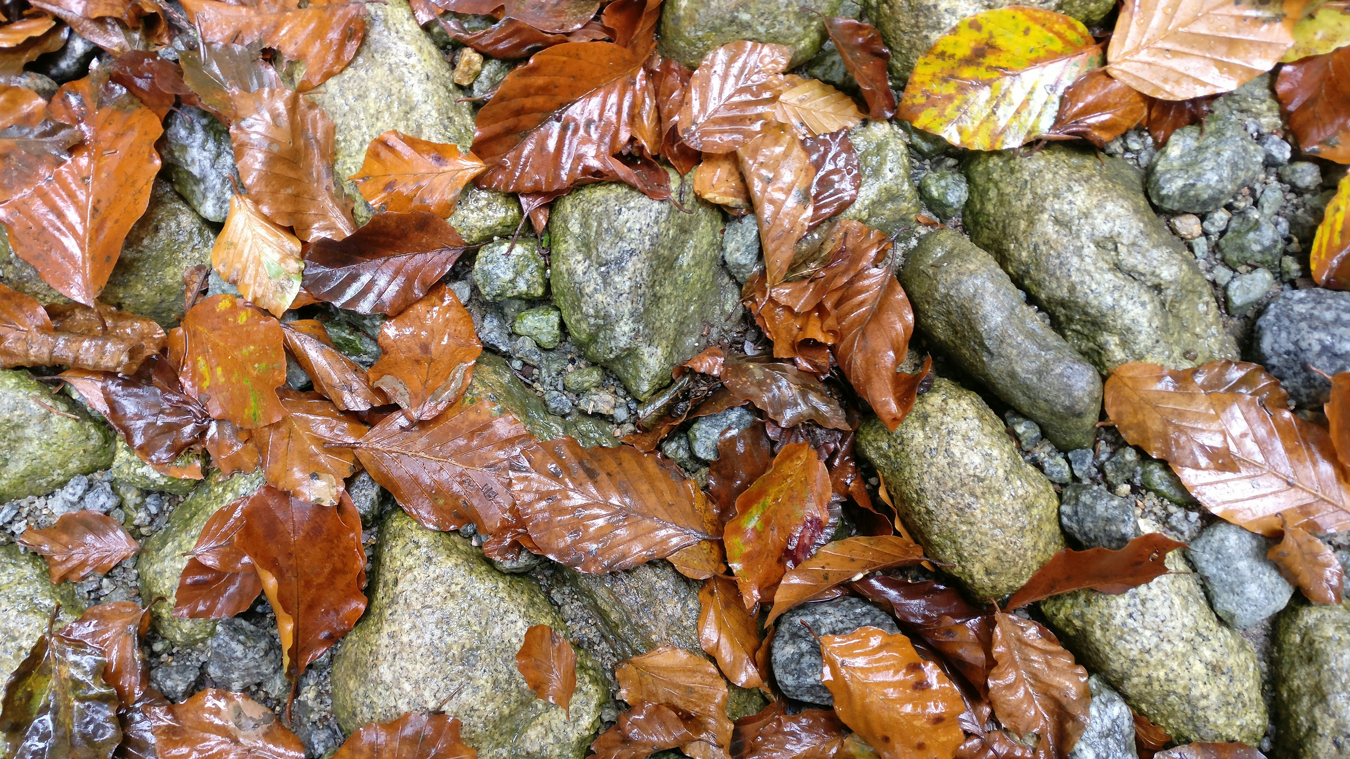 Free Unsplash photo from Luca Voges