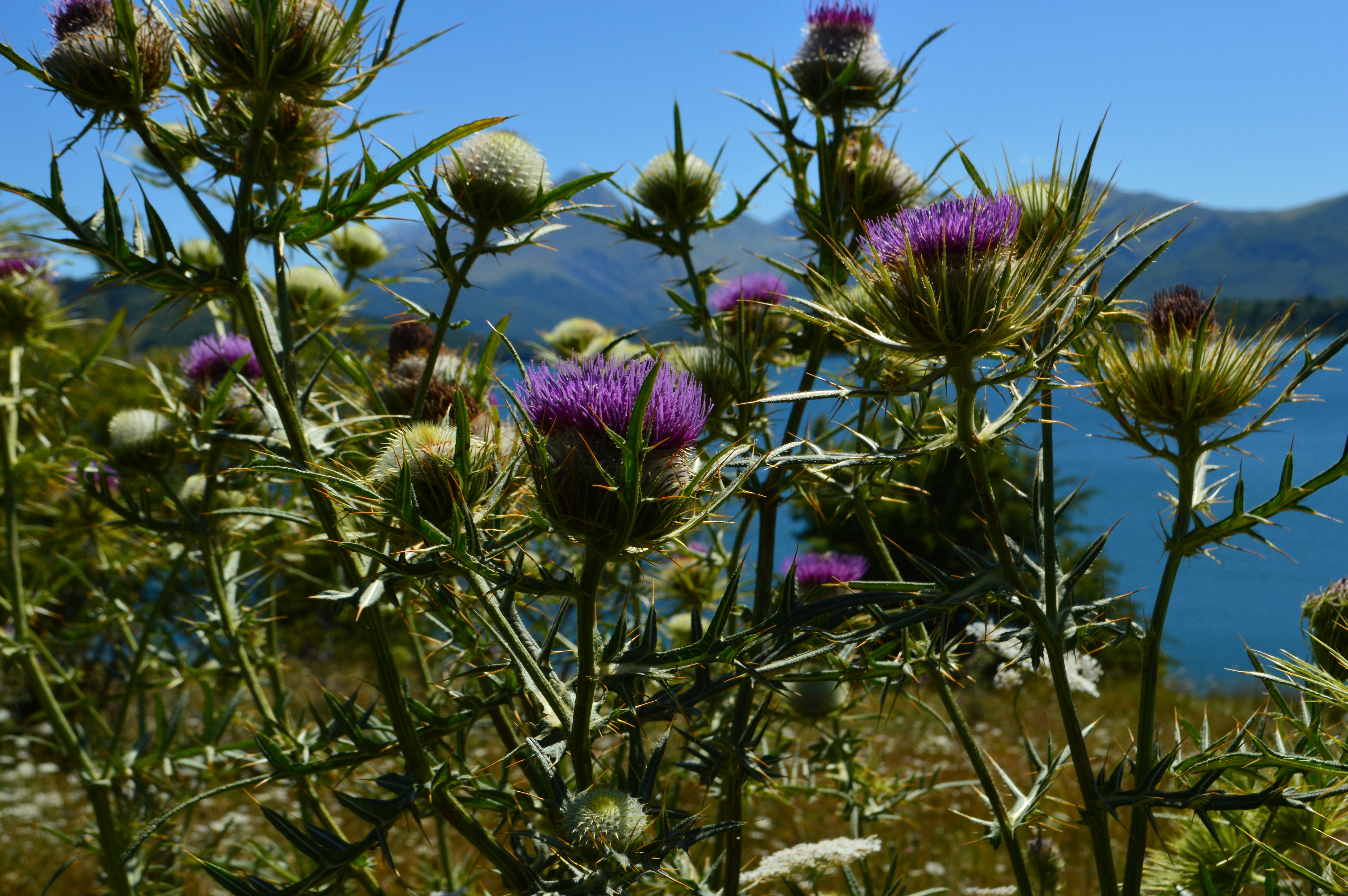 Free Unsplash photo from samuel ranieri