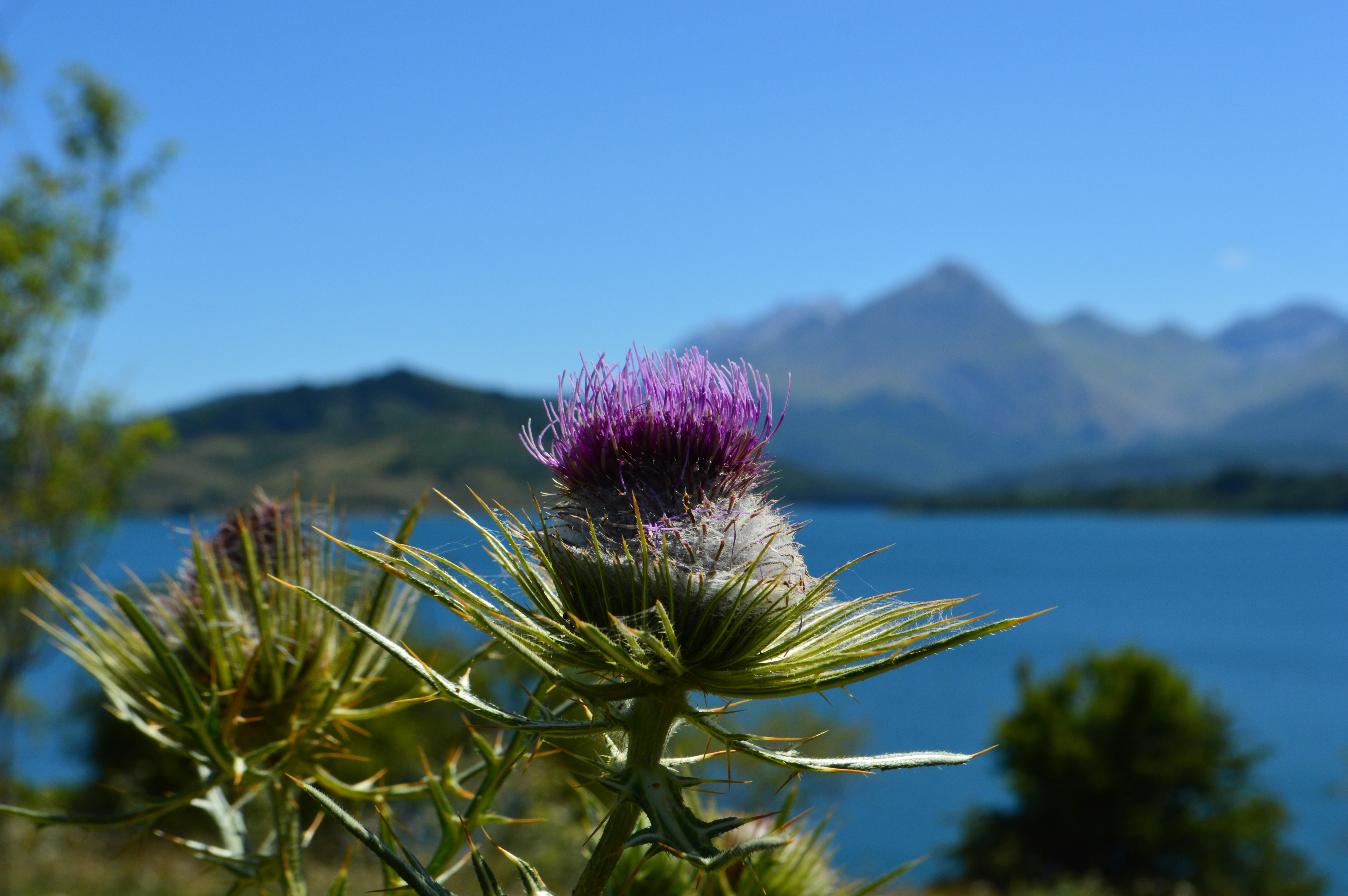 Free Unsplash photo from samuel ranieri